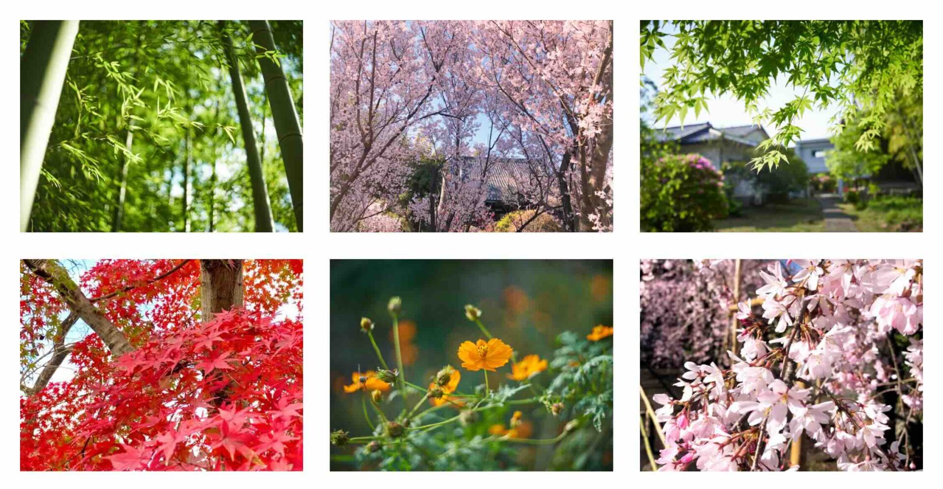 玄照寺（竹林葬）の画像3